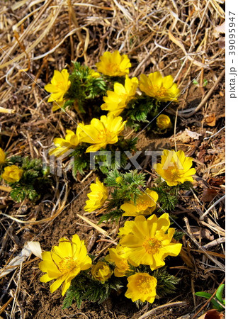 福寿草 満開 福寿草 満開 39095947