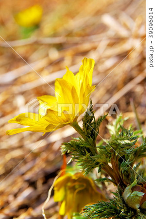 福寿草　満開 39096014