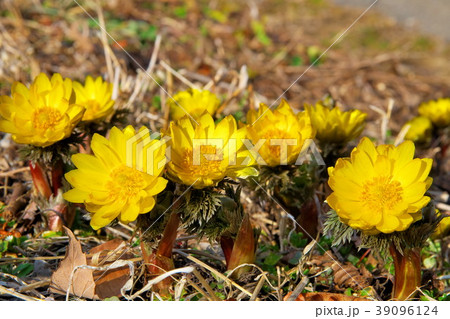 福寿草　満開 39096124
