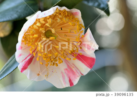 ツバキ（日本錦） 39096135