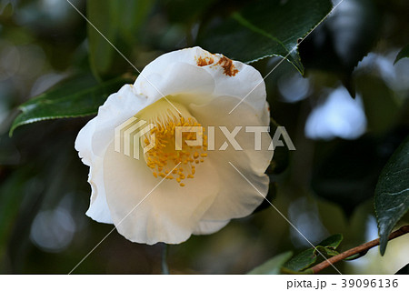 ツバキ(角葉白玉)(臘月) ツバキ(角葉白玉)(臘月) 39096136