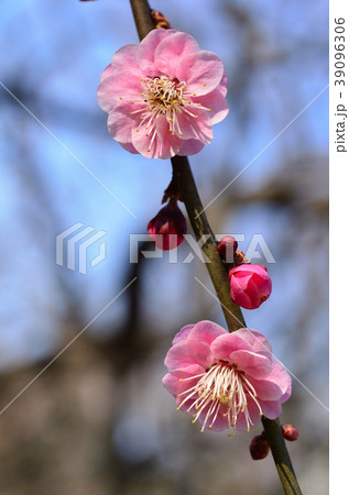 梅の花 39096306