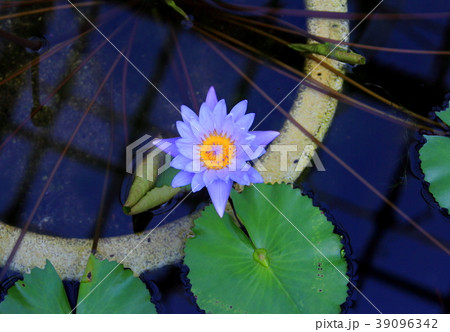 スイレン 39096342