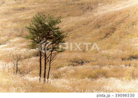 砥峰高原　すすきと木々（兵庫県神崎郡神河町） 39096530