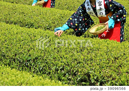 新緑の茶畑と茶摘み娘 39096566