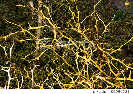 カラタチの枝 39096581