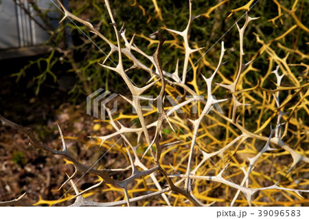 カラタチの枝 カラタチの枝 39096583