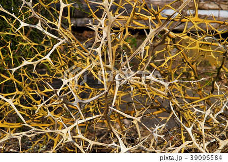 カラタチの枝 39096584