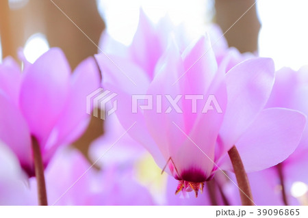 ガーデンシクラメン ガーデンシクラメン 39096865