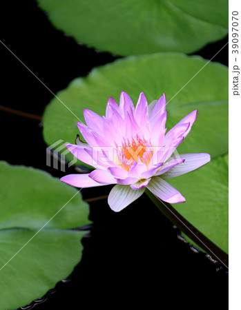 スイレン スイレン 39097070