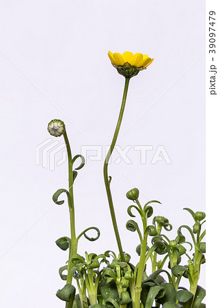 菊科の植物。ムルチコーレ。 菊科の植物。ムルチコーレ。 39097479