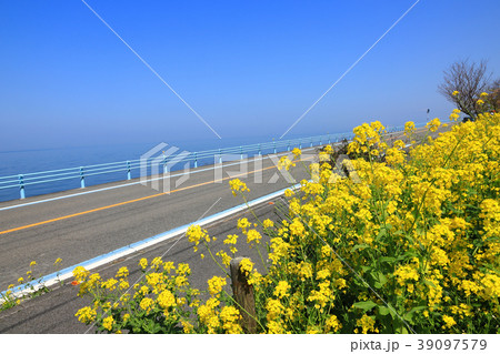 下灘駅の菜の花畑 下灘駅の菜の花畑 39097579
