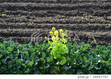 田んぼの菜の花-3 田んぼの菜の花-3 39097797