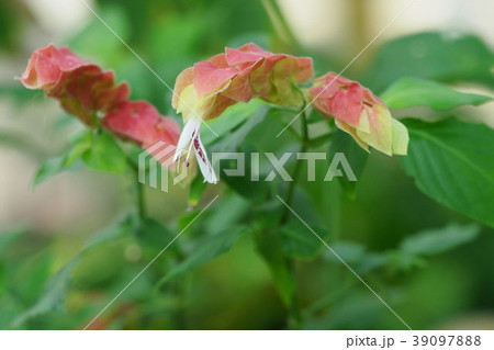 コエビソウ 39097888