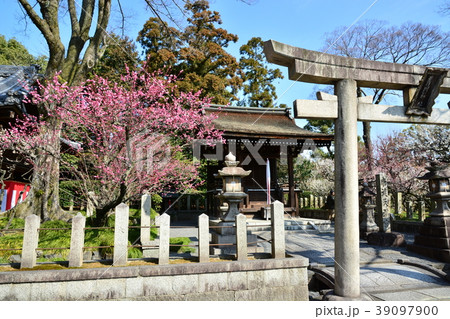 城南宮しだれ梅 城南宮しだれ梅 39097900