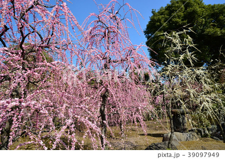 城南宮しだれ梅 城南宮しだれ梅 39097949