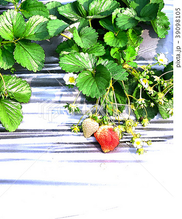 台湾 すがすがしさ 新鮮 39098105