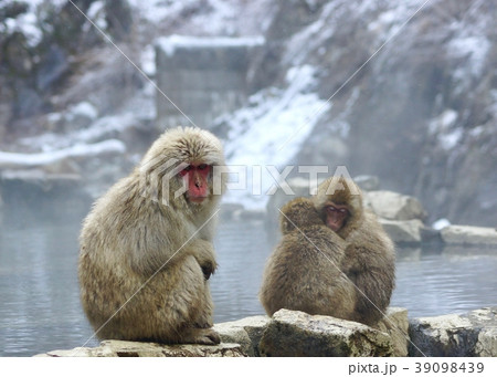 冬の地獄谷野猿公苑の風景 長野県下高井郡山ノ内町 冬の地獄谷野猿公苑の風景 長野県下高井郡山ノ内町 39098439