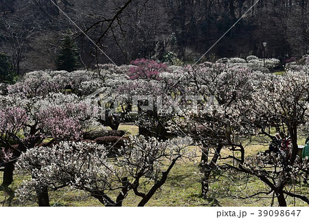 薬師池公園の梅園風景 薬師池公園の梅園風景 39098647