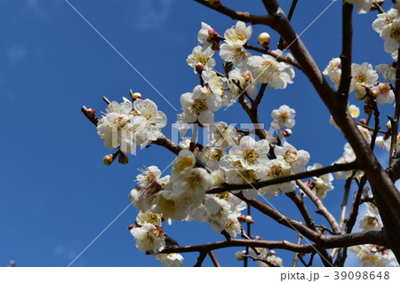 白梅と青空 39098648