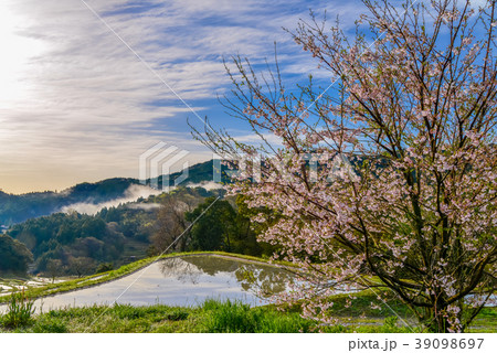 【千葉県】大山千枚田・桜の季節 【千葉県】大山千枚田・桜の季節 39098697
