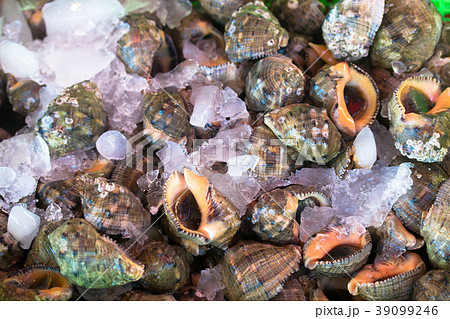 食用 口に入れる 生きている 39099246