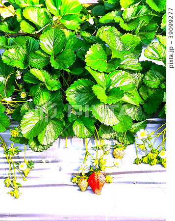 台湾 すがすがしさ 新鮮 39099277