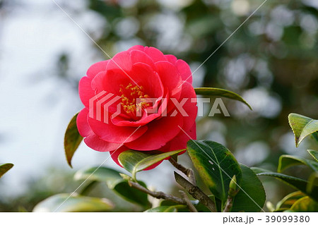 椿花図巻（緋縮緬３） 39099380