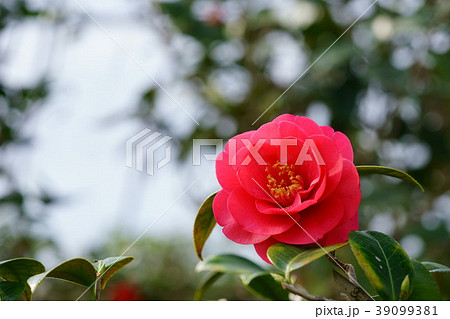 椿花図巻（緋縮緬４） 39099381