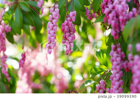 馬酔木の輝き１３ 39099390