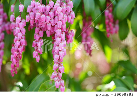 馬酔木の輝き１５ 39099393