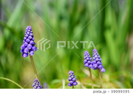 ムスカリ１ 39099395