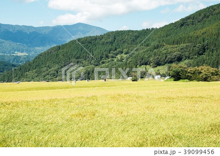 秋の農村風景 （９月） 39099456