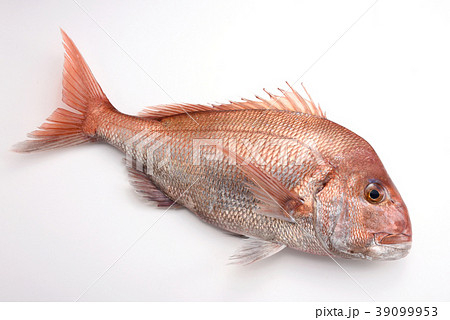 食べ物 魚 お祝い 高級魚 鯛 真鯛 魚介類 食材 海の写真素材