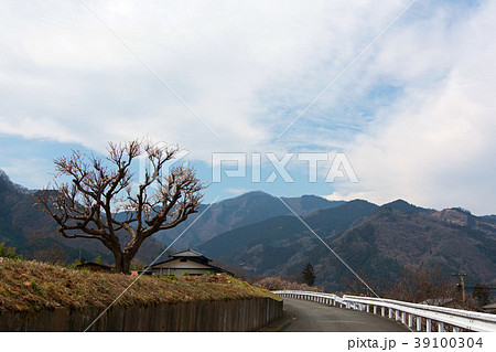 いっぽんの梅の木 39100304