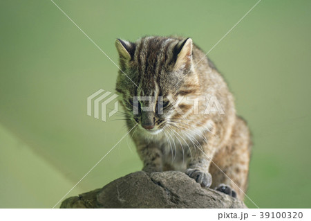 ツシマヤマネコ ツシマヤマネコ 39100320