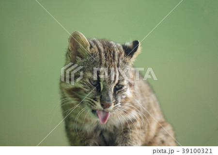 ツシマヤマネコ ツシマヤマネコ 39100321