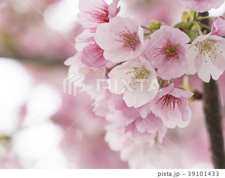 さくら・アップ 39101433