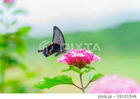 紫陽花と蝶 39101546