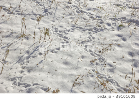 field in winter 39101609
