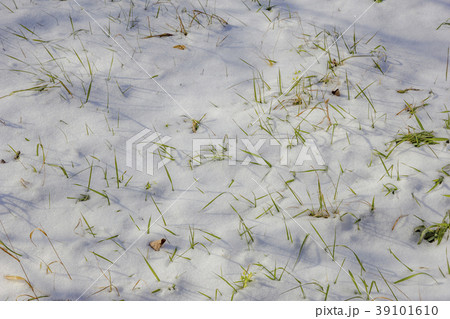 under the snow. 39101610