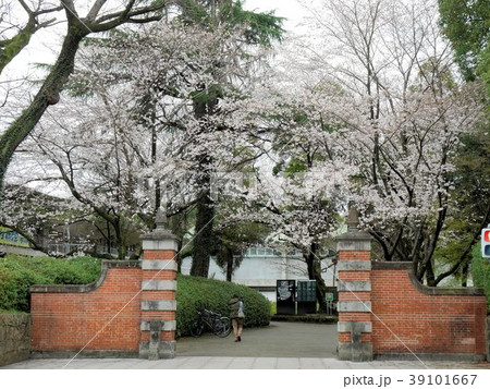 熊本大学 桜が咲く赤門 熊本大学 桜が咲く赤門 39101667