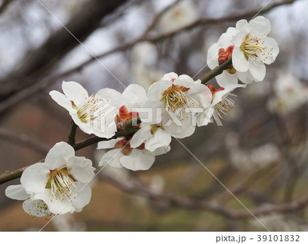 梅の花 39101832