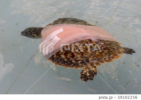 Health wound treat Green turtle Chelonia mydas Health wound treat Green turtle Chelonia mydas 39102256