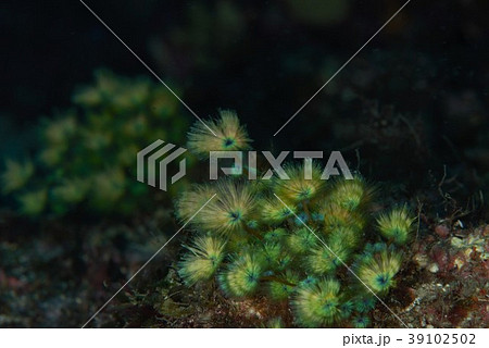 ケヤリソウ 39102502