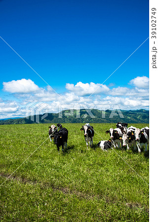 北海道の牧場　牛　乳牛 39102749