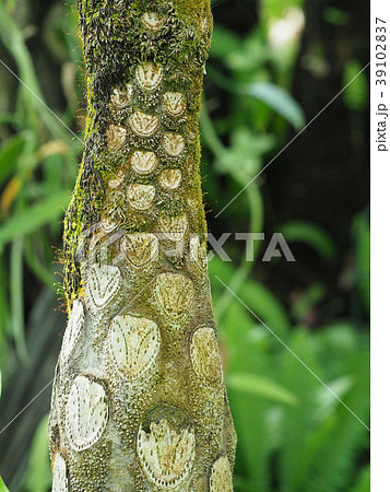 マルハチ 39102837