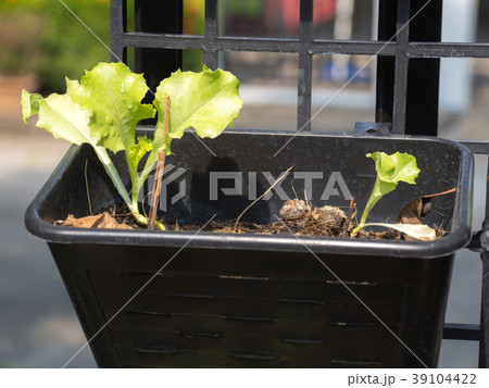 Organic vegetables grown on the edge of the house. 39104422