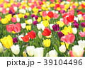 チューリップ 39104496