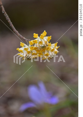 萬葉草花苑の三椏 萬葉草花苑の三椏 39104510